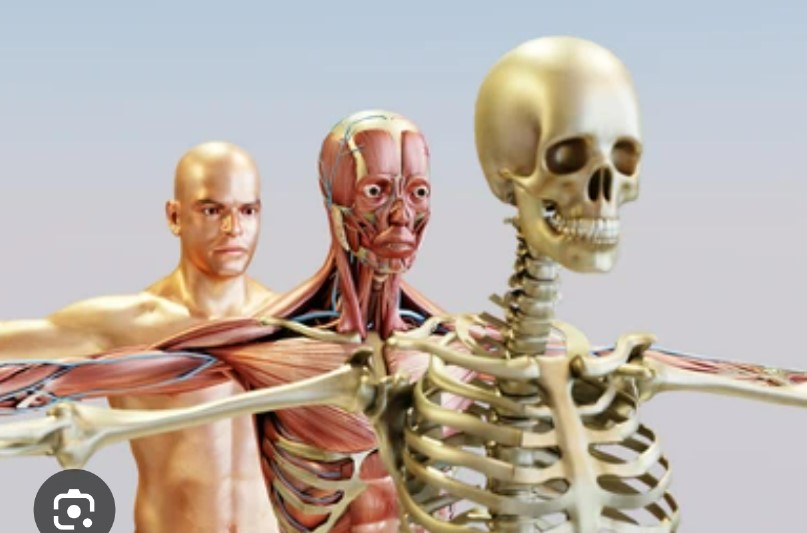 Keperawatan Dewasa Sistem Muskuloskeletal, Intagumen, Persepsi Sensori dan Persarafan