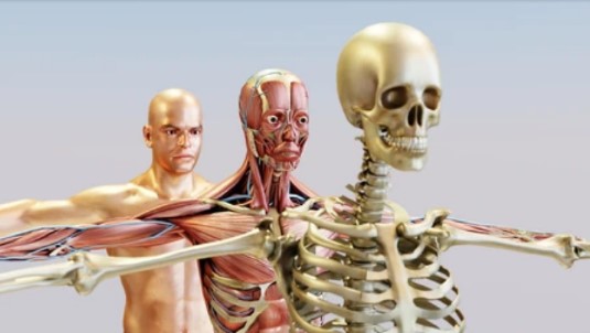 Keperawatan Dewasa Sistem Muskuloskeletal, Integumen , Persepsi Sensori dan Persarafan